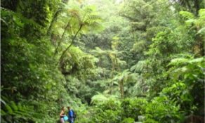 Discover Martinique’s natural beauty—on foot